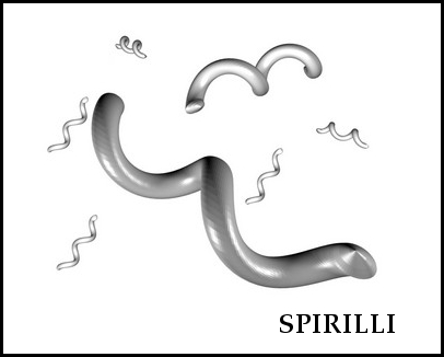 spirilli